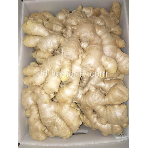 250g dan jahe kering udara